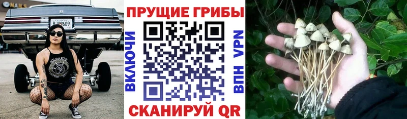 Купить закладки  Змеиногорск  Галлюциногенные грибы мицелий 